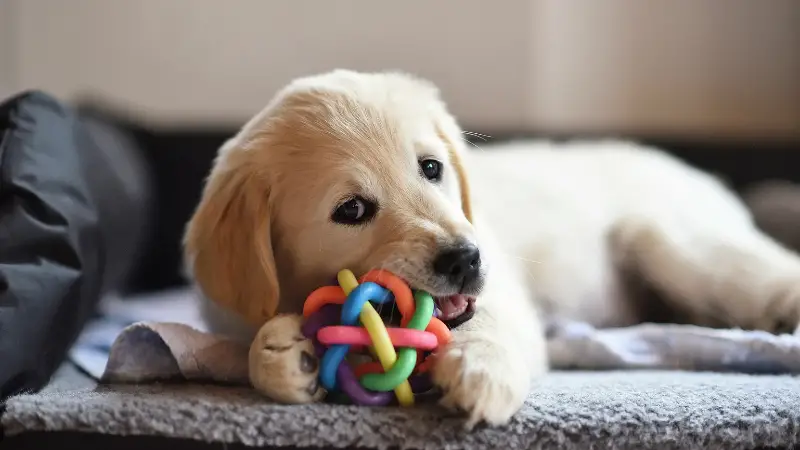 This is a cute image of a Golden Mountain puppy playing with a colorful toy on a bed. The puppy is lying on its back with its paws in the air, holding the toy in its mouth. The puppy's fur is shiny and fluffy, and it has a happy expression on its face. The background of the image is a gray and white checkered blanket.