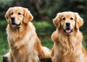 Golden Retrievers photo 2024