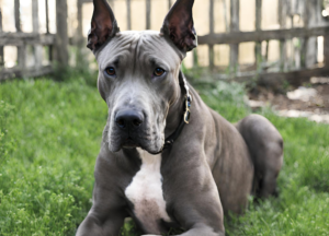 Great Dane Pitbull Mix