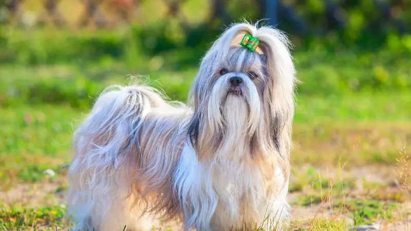 This image shows a small, fluffy white and brown Shih Tzu dog with long hair standing on a grassy field. The dog has a green bow tie around its neck and is looking off into the distance. The background is a mix of green grass and trees.