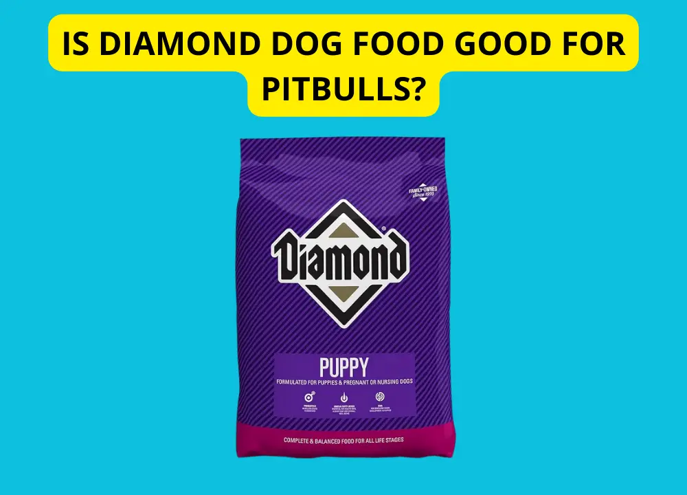 Is Diamond Dog Food Good for Pitbulls photo