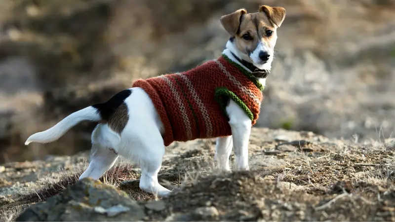 Jack Russell Terrier in a sweater photo