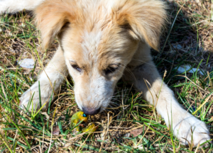 Mango Worms in Dogs photo