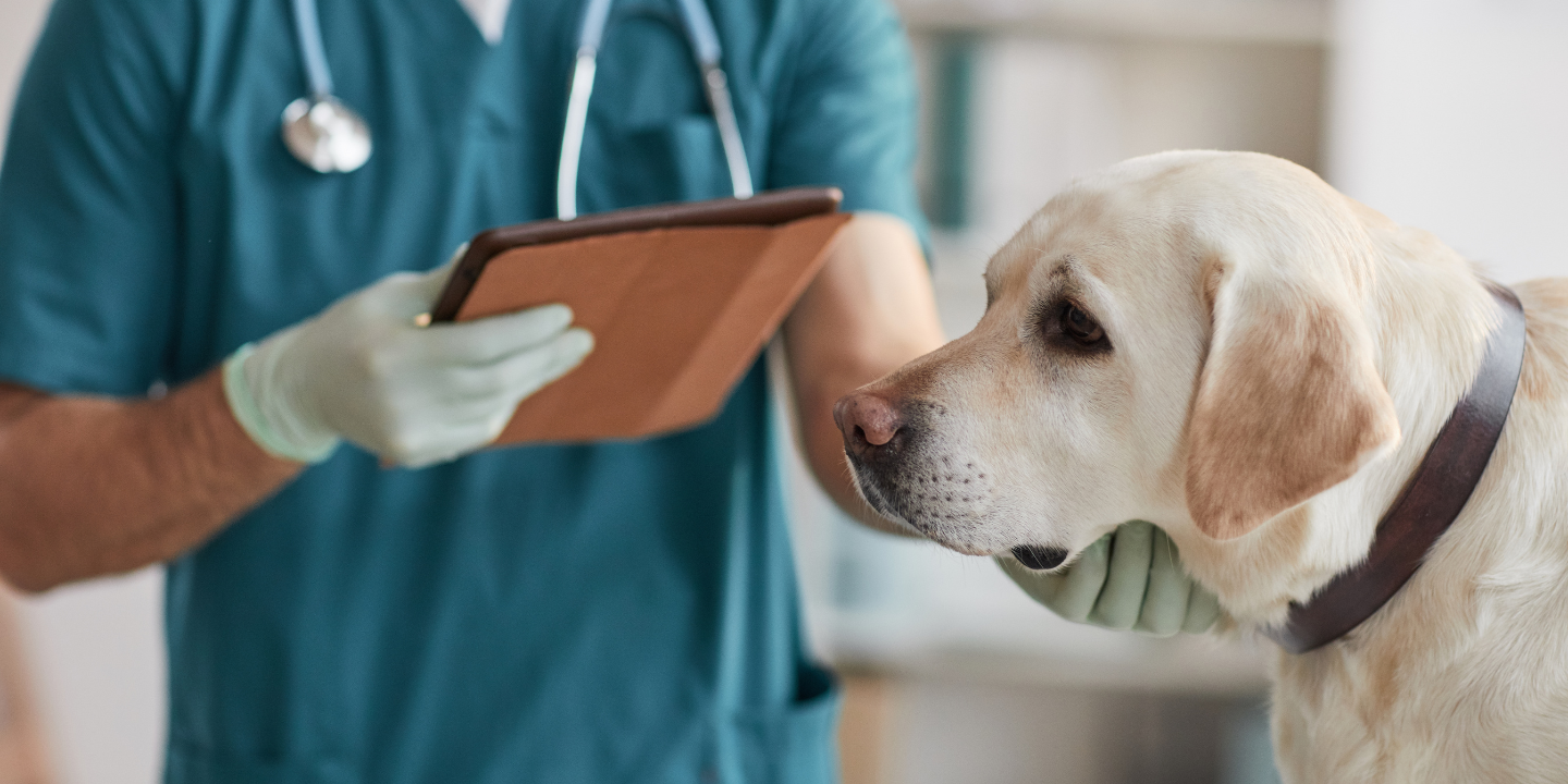 This image depicts a veterinarian holding a clipboard and examining a dog's mouth with a stethoscope. The dog is wearing a green collar with a tag that reads "Labrador" and is standing on a white background. The veterinarian is wearing a blue scrub suit, gloves, and a face mask.