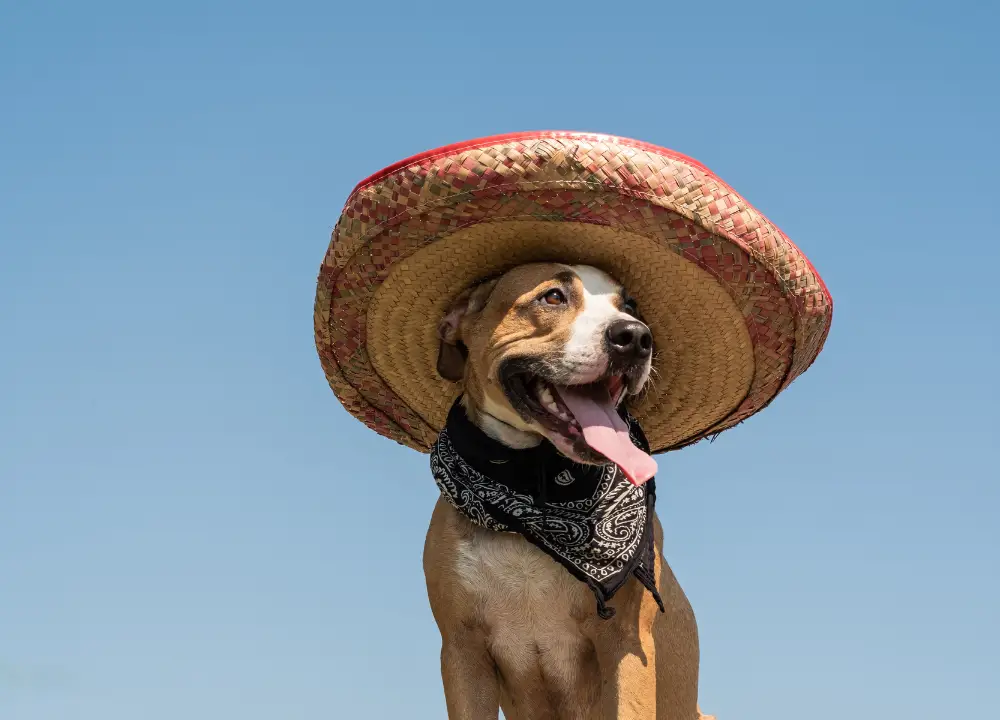 Mexican Street Dogs photo