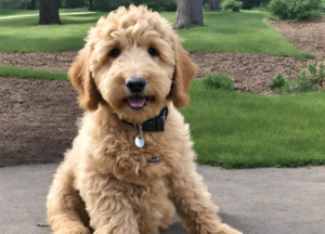 Mini Goldendoodle Full Grown photo