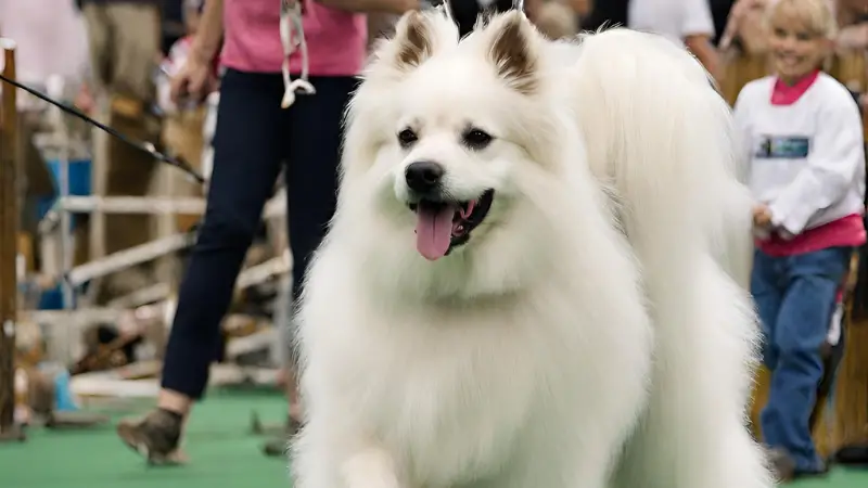 Onofrio Dog Shows photo 3