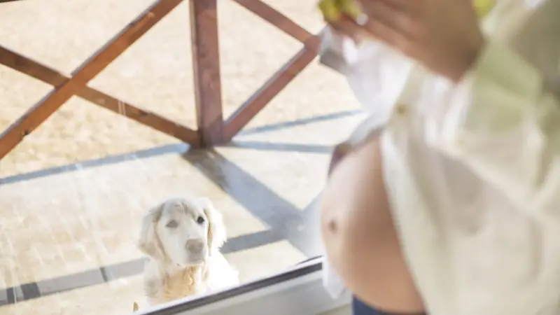 Pregnant woman and dog photo 2024