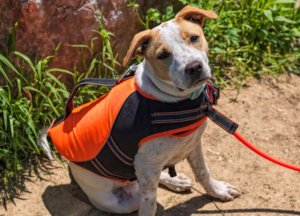 Service Dog Vest photo