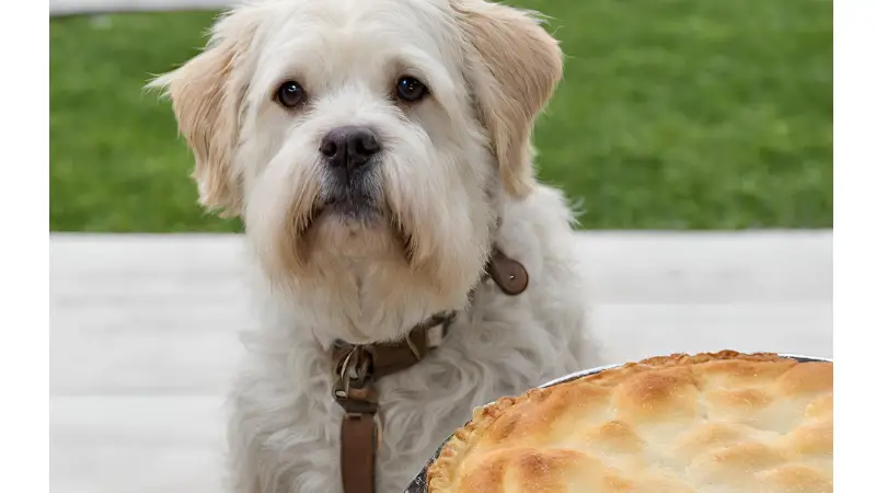 The dog looks at Chicken Pot Pie photo 2