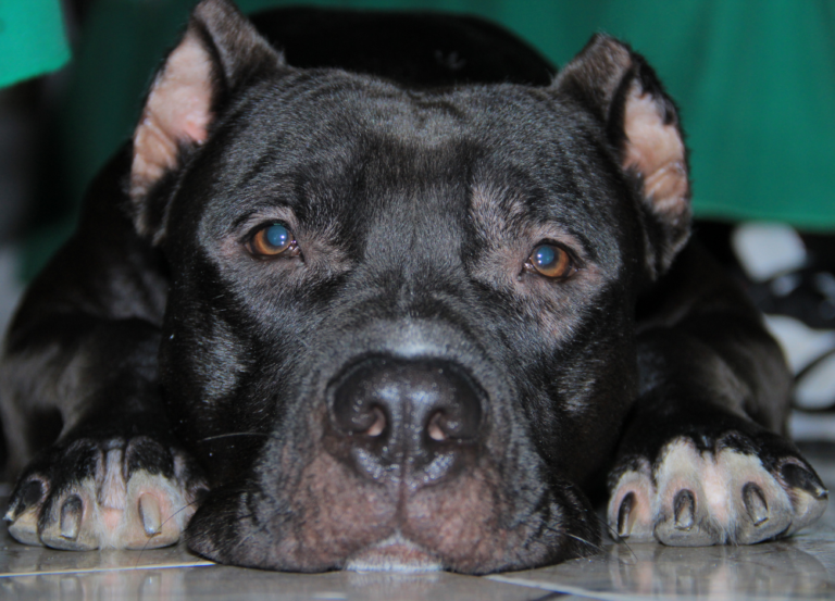 How to Get a Dog in an Apartment That Doesn't Allow Them Dogs Info Blog