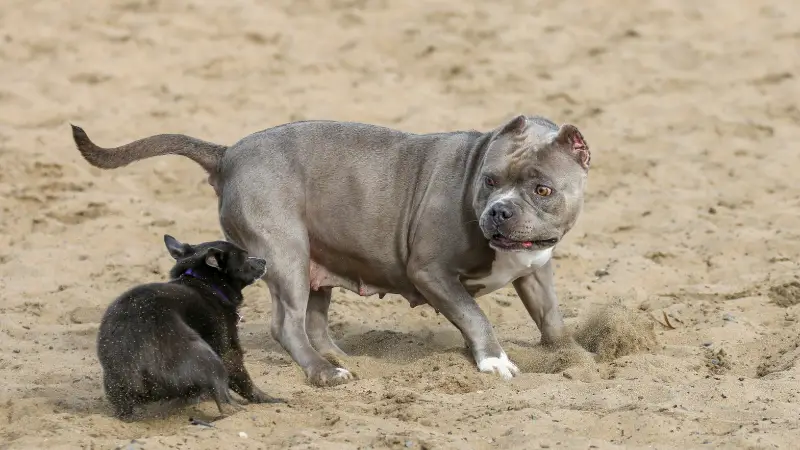 Why Do Pit Bulls Attack Small Dogs photo 01 