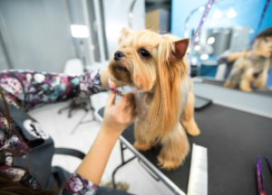 Yorkie Haircuts Male photo