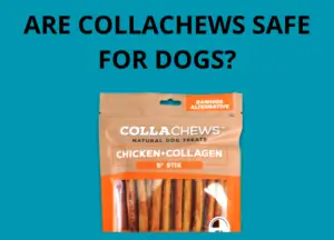 are collachews safe for dogs photo