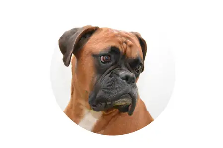 banned in california Boxer Dog
