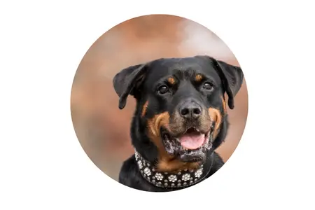 banned in california Rottweilers Dog
