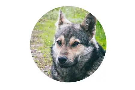 banned in california Wolf-dog Hybrids