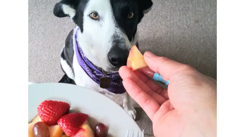 can dogs eat mott's unsweetened applesauce photo 2