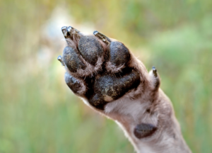 can dogs shed nails photo