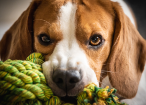 dog bites a toy photo