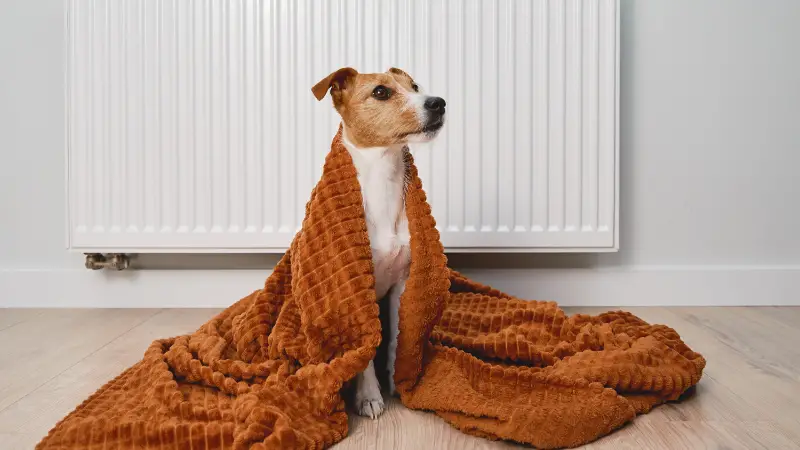 This image shows a small brown and white dog sitting on the floor in front of a radiator. The dog is wrapped in a brown blanket and appears to be shivering. The background is a white wall with a heating vent on it.