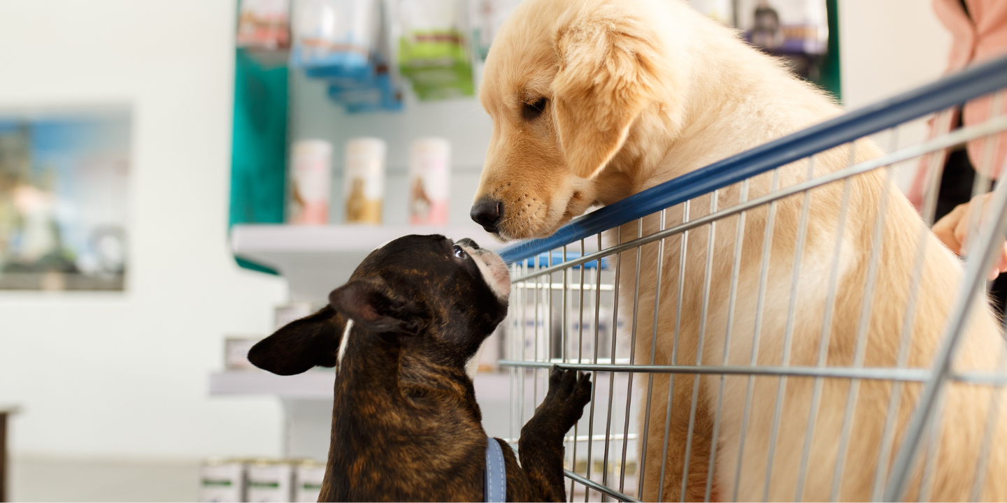 This image shows two dogs standing in front of a grocery store shelf. The larger dog is a golden retriever, while the smaller dog is a black labrador. Both dogs are looking at something on the shelf in front of them, with the golden retriever's head tilted to the side and the black labrador's head tilted forward. The golden retriever has a collar on its neck with a tag that reads "Max" while the black labrador has a collar with a tag that reads "Buddy." The shelves behind them are stocked with various items, including dog food, toys, and treats. The walls of the store are painted a light blue color, and there are fluorescent lights overhead that are turned on. The floor is made of tile and there is a shopping cart in the background.