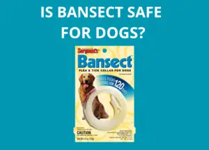 is bansect safe for dogs photo