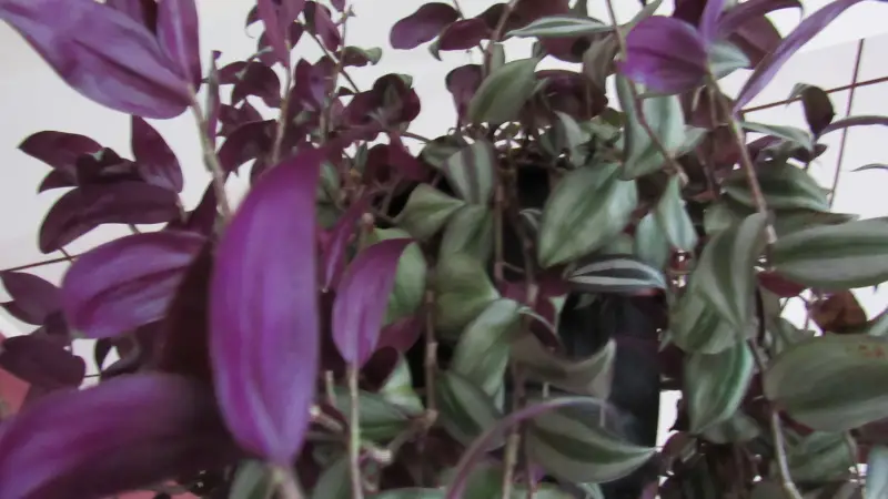 is wandering jew plant poisonous to dogs photo 2
