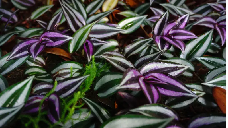 is wandering jew plant poisonous to dogs photo 3