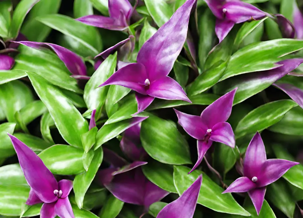 is wandering jew plant poisonous to dogs photo