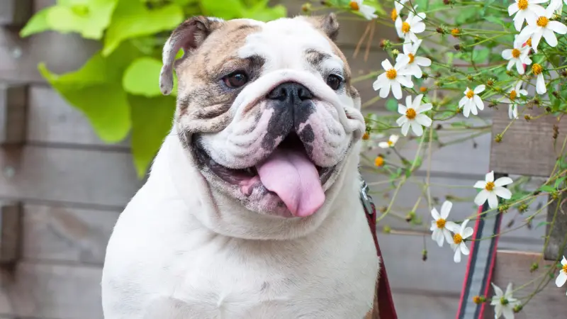 This is a cute British Bulldog sitting in front of a wooden fence with flowers growing next to it. The dog has a pink tongue hanging out of its mouth and is wearing a red leash. The background is a wooden fence with plants growing on it.