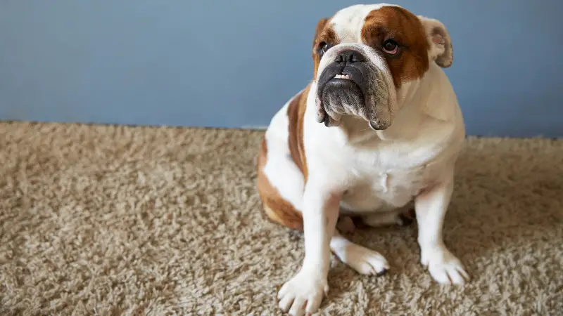 This is a brown and white bulldog sitting on a beige carpet. The dog has a sad expression and is looking directly at the camera. The background is a light blue wall.