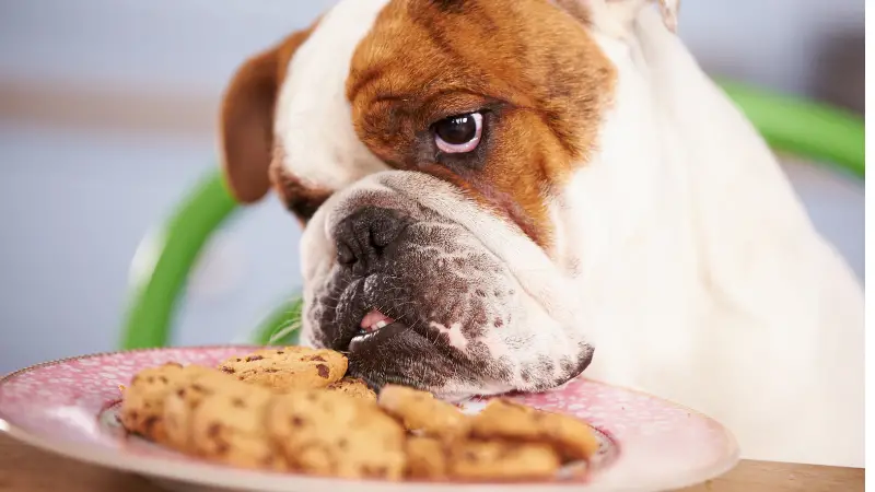 This image shows a dog sitting at a table with a plate of cookies in front of it. The dog has a brown and white coat and is wearing a collar. It is looking at the camera with a happy expression.