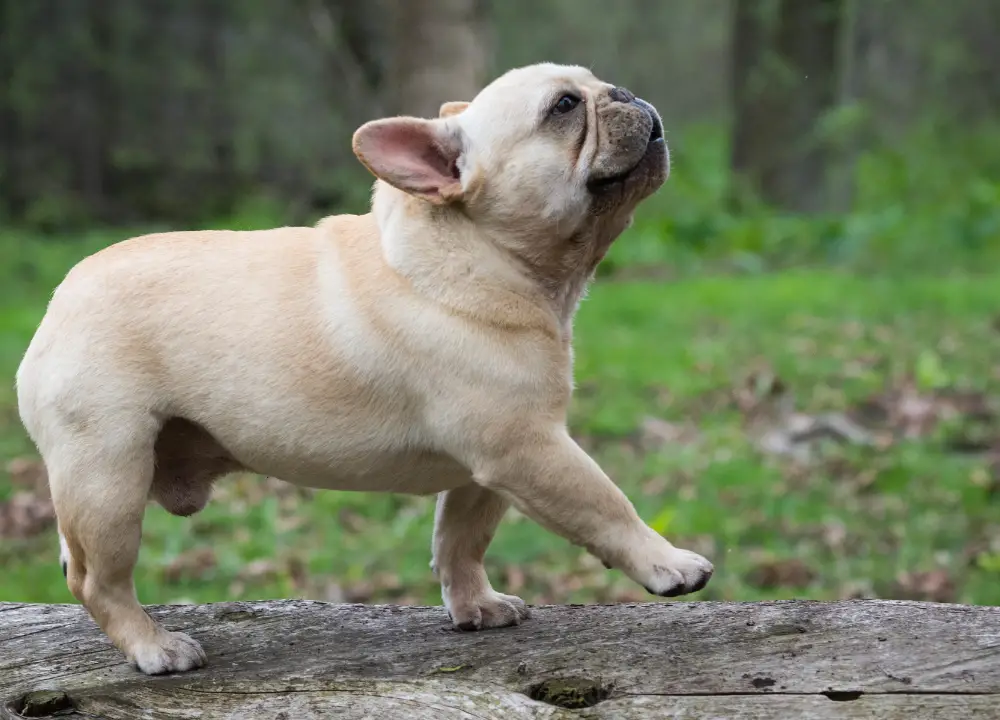 This image is of a small French bulldog standing on a wooden plank in a park. The dog is looking up at something with its front paws on the edge of the plank. The background is filled with green trees and the sky is blue.