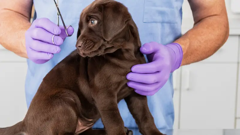 This is a picture of a veterinarian holding a chocolate labrador puppy in a veterinary clinic. The puppy is wearing a purple collar and looks happy and healthy. The veterinarian is wearing a white lab coat and gloves, and is holding the puppy with care. The background of the image is a clean and well-lit veterinary clinic, with various medical equipment and supplies visible.