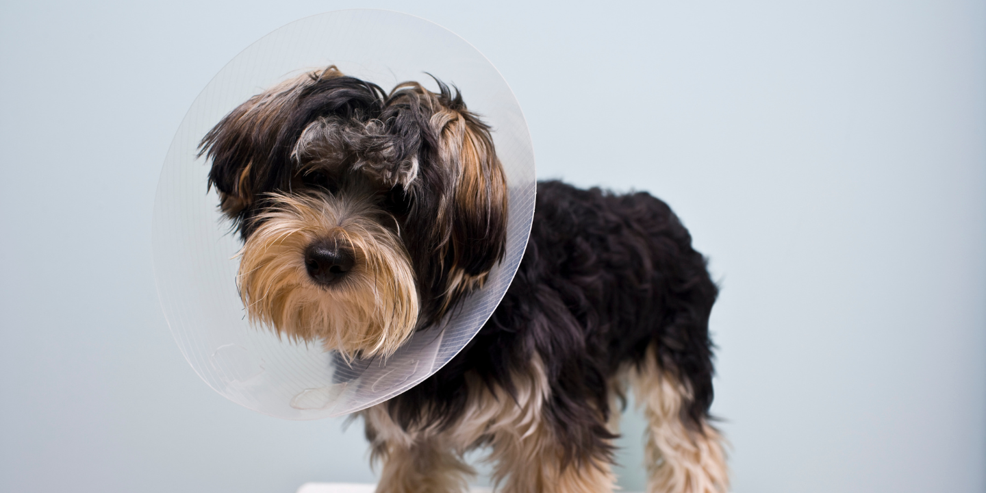 This is a small black and white dog with a cone shaped collar around its neck. The dog is standing on a white surface, looking up at the camera with a curious expression.