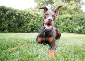 steel blue doberman colors photo