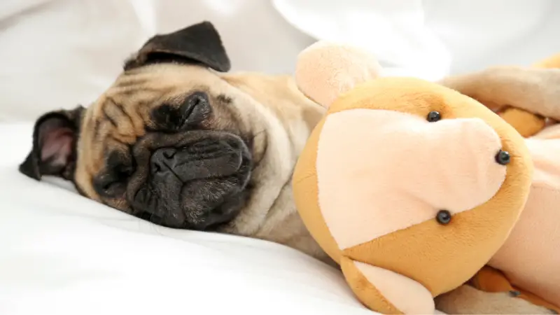 This is a cute image of a pug sleeping on top of a stuffed animal. The pug's face is buried in the soft fur of the toy, and its paws are resting on the edge of the bed. The pug's eyes are closed, and it appears to be fast asleep.