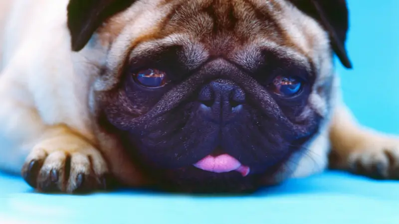This is a cute pug dog laying on a blue surface with its tongue sticking out. The pug has brown fur with a black nose and pink tongue. The background is a light blue color.