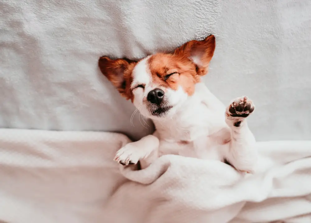 This image shows a small brown and white dog lying on a bed with its paws in the air. The dog has a happy expression on its face and appears to be wagging its tail. The background of the image is a light blue blanket.