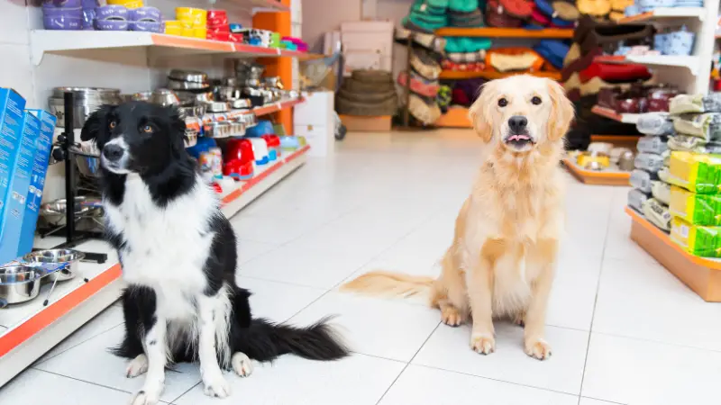 Two dogs sitting in a pet store. One is a golden retriever and the other is a black and white border collie. They are both looking at the camera with their tongues out.