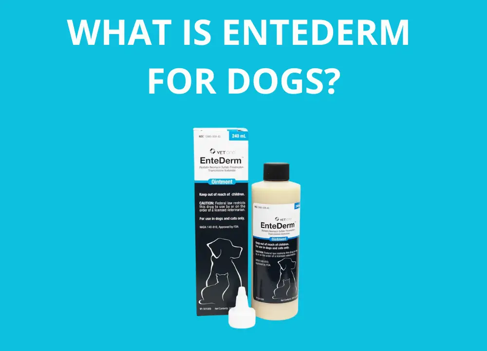 what is entederm for dogs photo