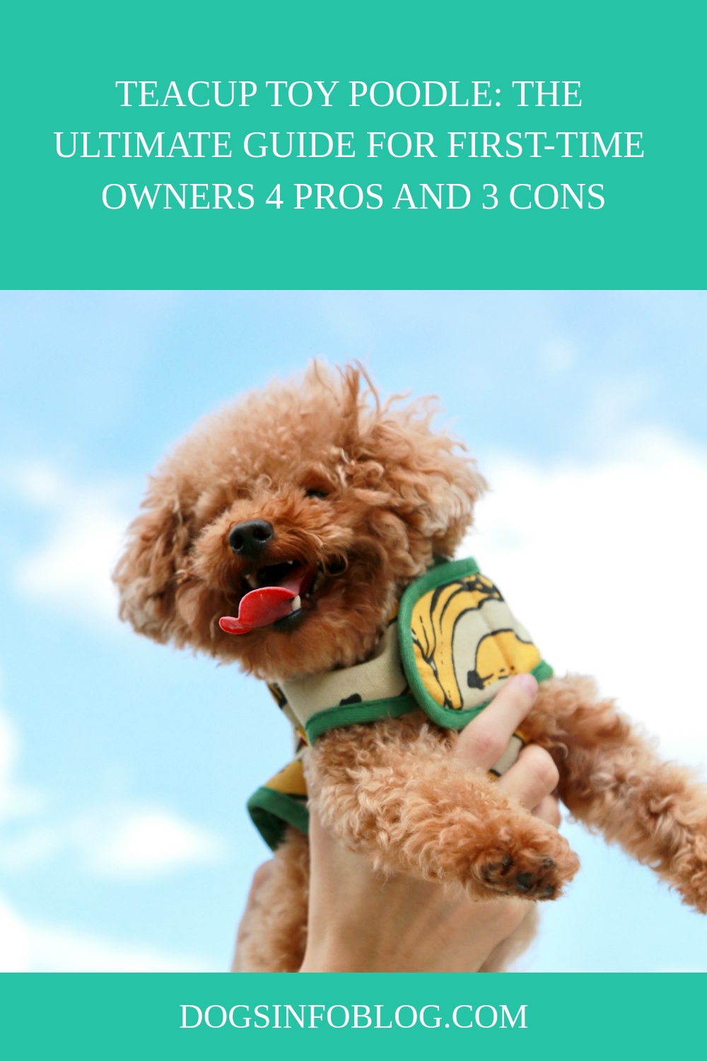Teacup Toy Poodle The Ultimate Guide for First Time Owners 4 Pros and 3 Cons generated pin 5599