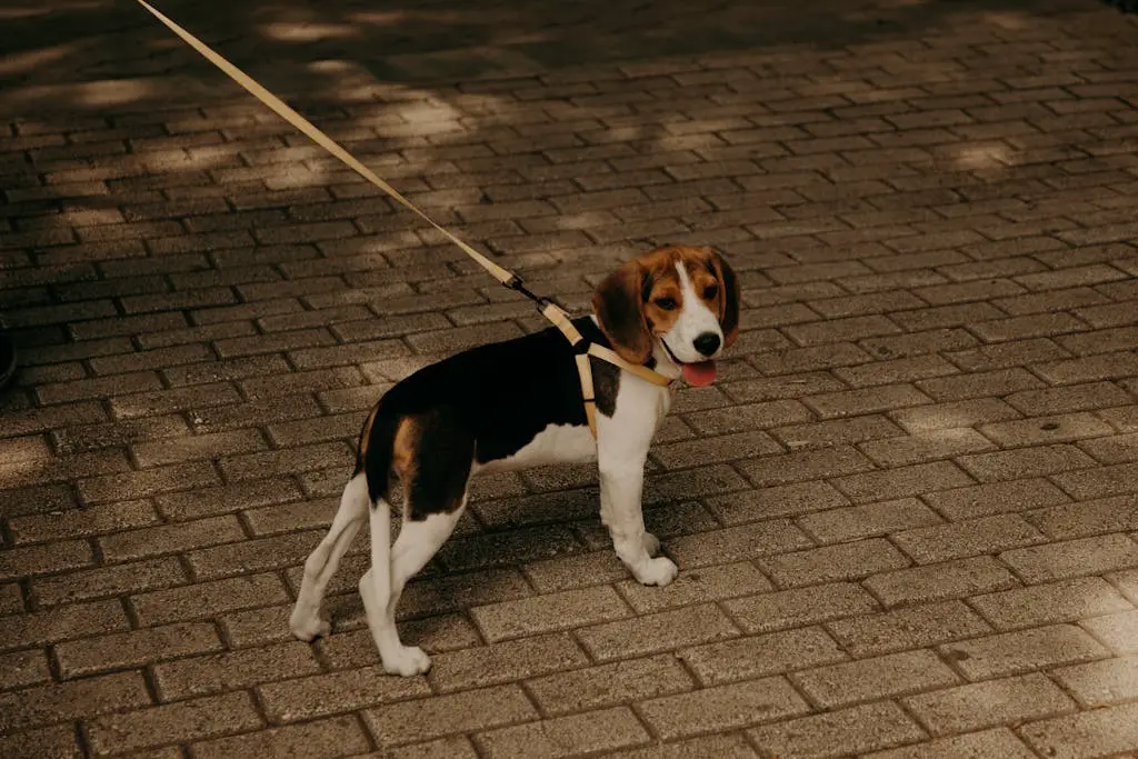 A Beagle Standing on a Brick Pavement