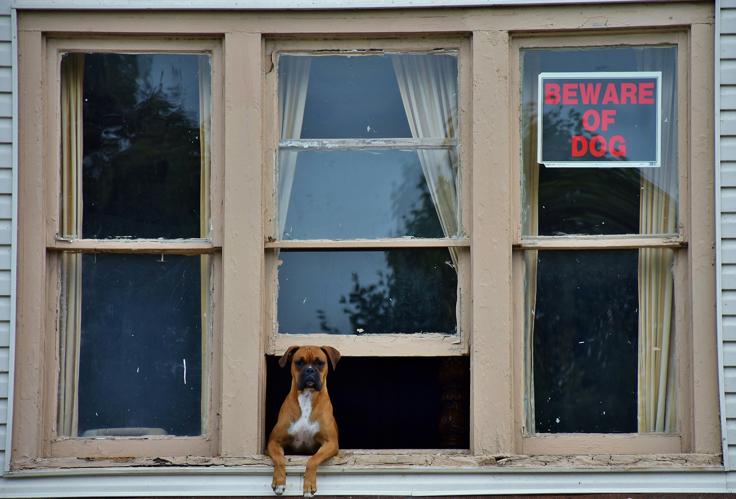 Guard Dog looking from a house window