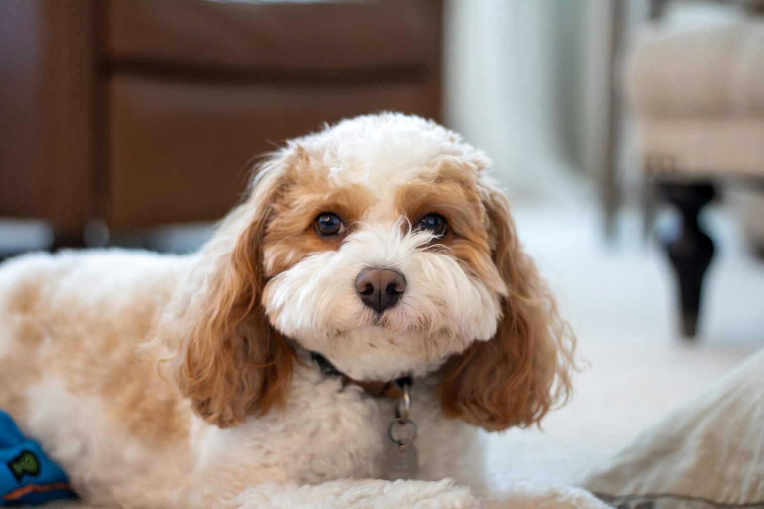 How Onofrio Dog Shows Are Revolutionizing - Dogs Info Blog