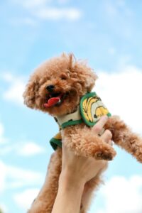 brown poodle puppy with green and white striped shirt