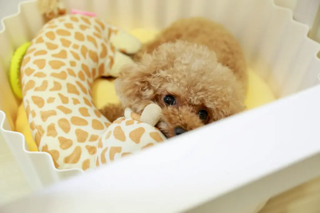 brown teacup toy poodle on white plastic container