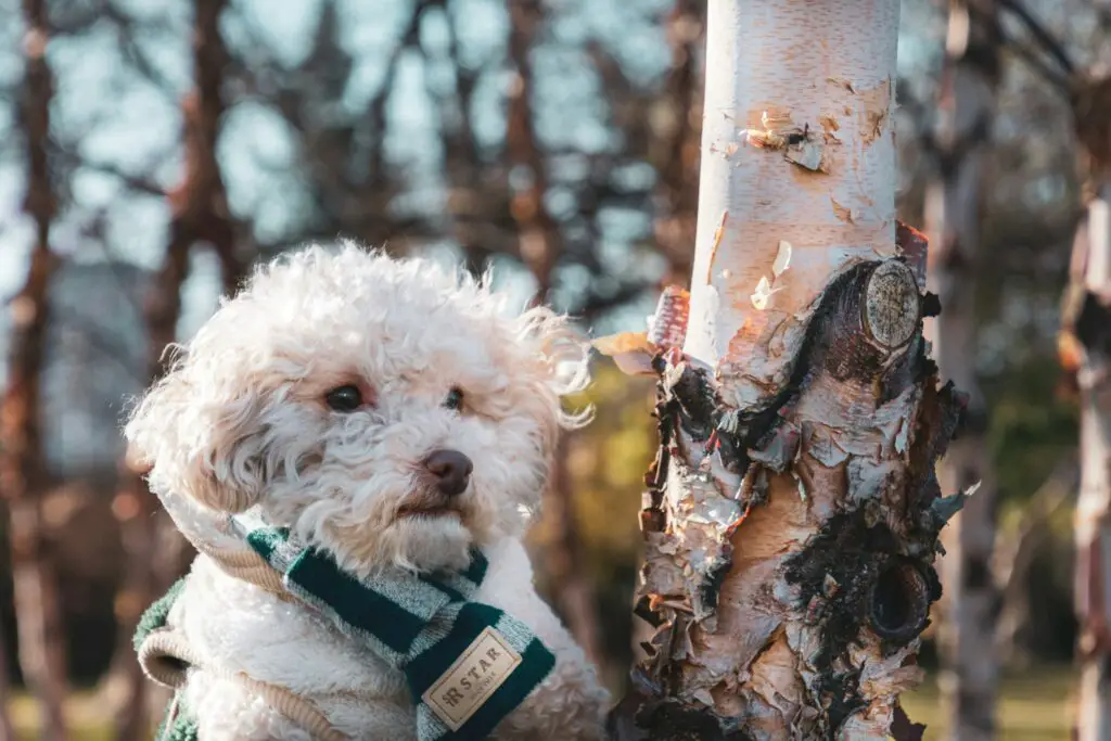 a toy poodle wearing a green and white vest next to a tree