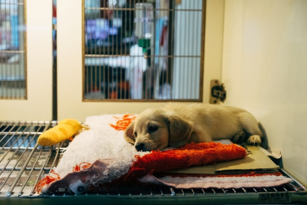 View of 10 Vital Reasons Why Your Dog Is Coughing Post Surgery
